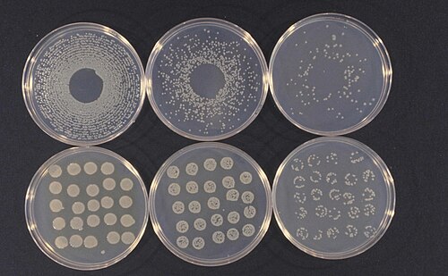 Pseudomonas syringae