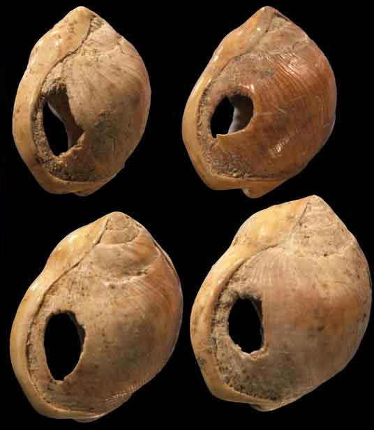 Blombos Mağarası'ndan delikli Nassarius kabukları, yaklaşık 75 bin yıllık; delikler ve aşınma izleri hepsinde benzer yerde