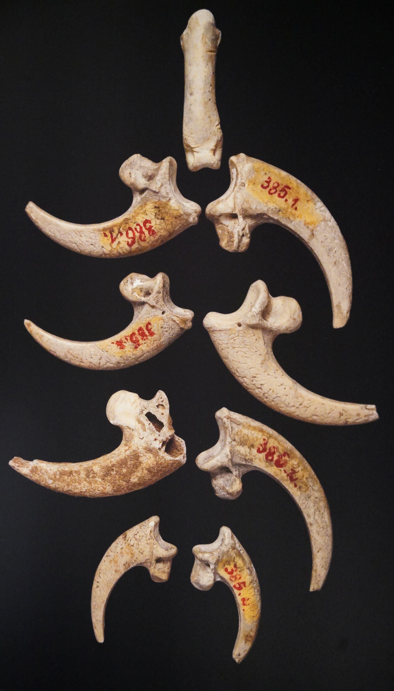 Krapina'nın ak kuyruklu kartal pençeleri; Neandertallerin yaklaşık 130 bin yıl önce kolye ya da bilezik yapmış olabileceği buluntu