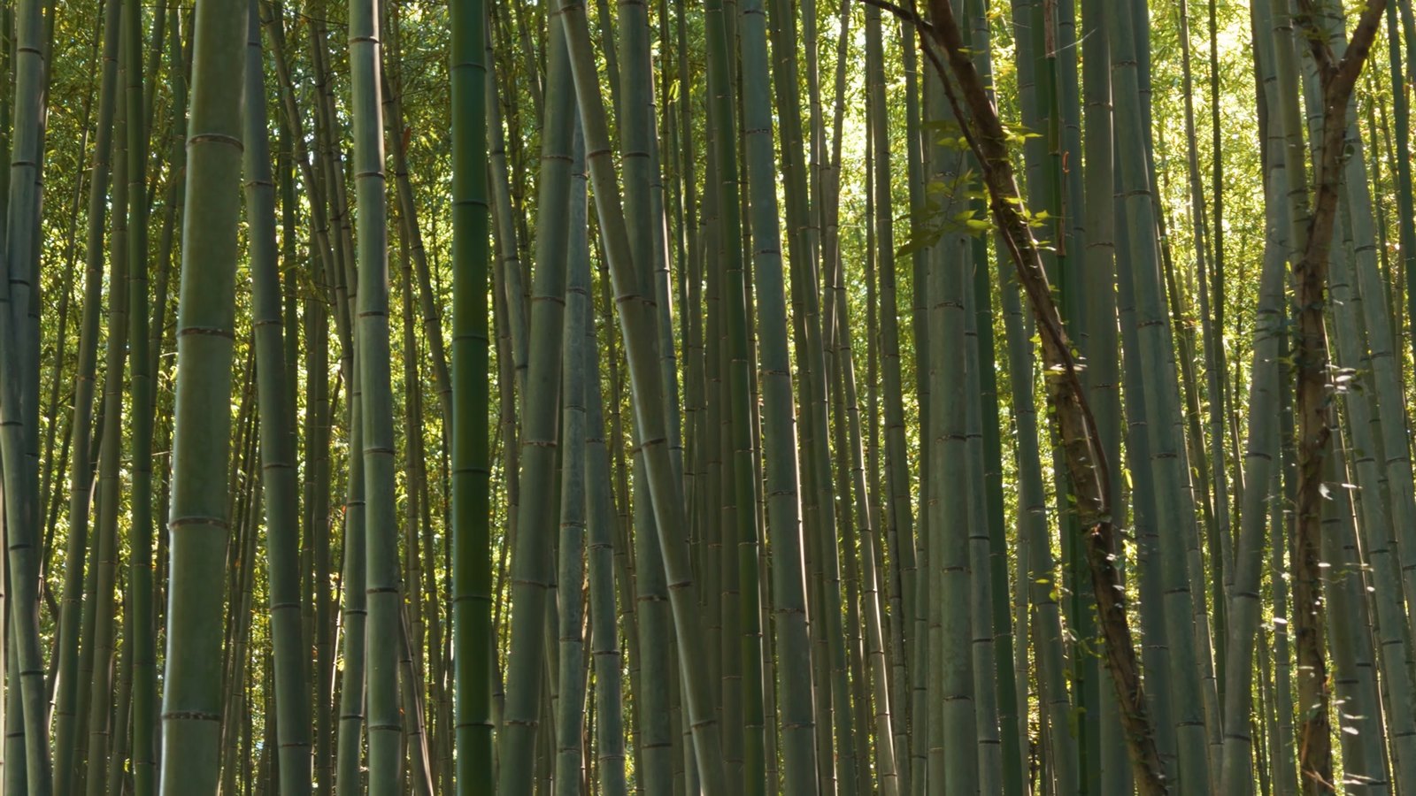 Arashiyama bambu korusu. Rüzgarda çıkardığı ses Japonya'nın resmen korunan yüz ses manzarasından biri.